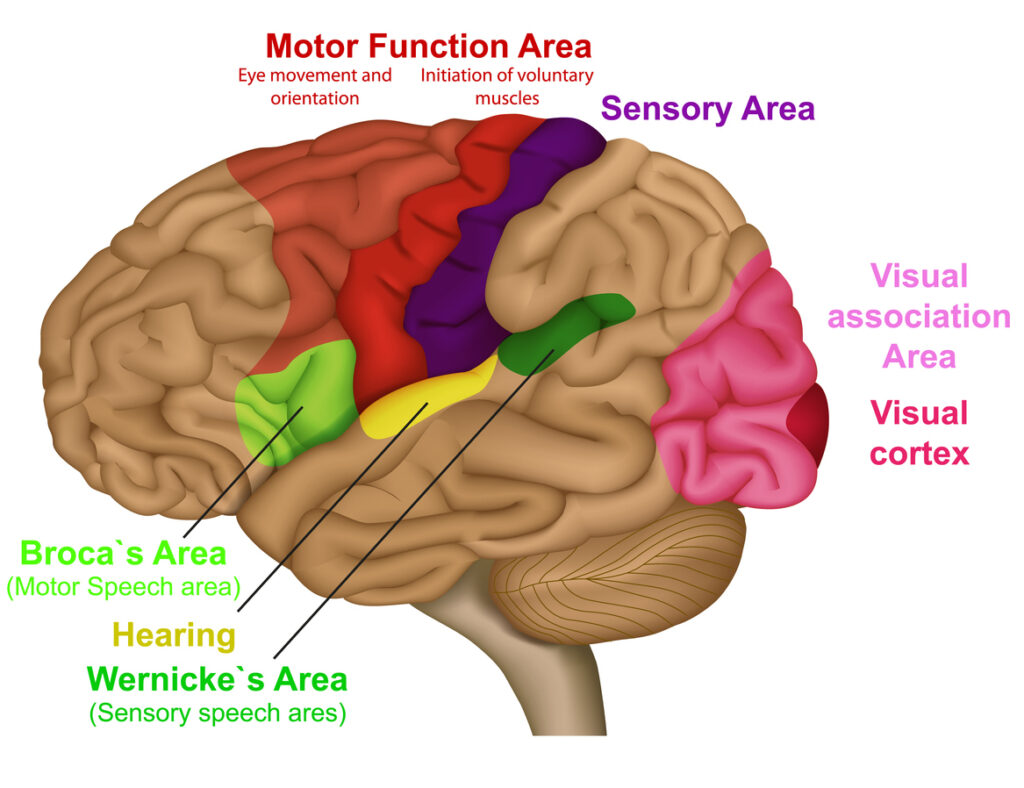 diagram of functional brain areas